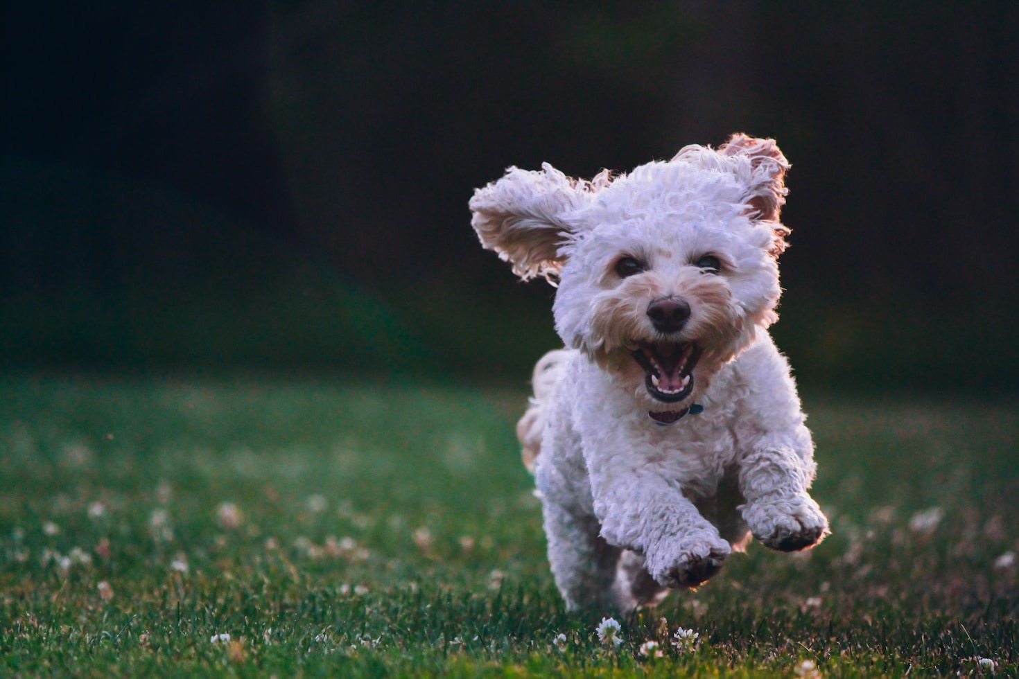 Das richtige Training für Ihren Hund.